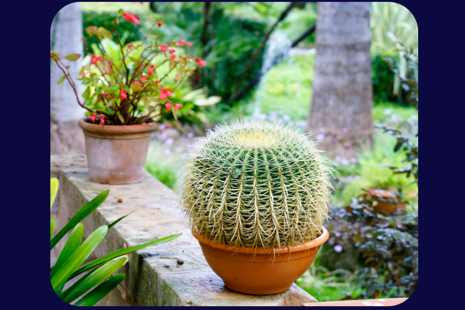 Mallorca Garten Alfabia